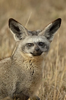 Images Dated 13th October 2007: Bat-eared fox (Otocyon megalotis), Masai Mara National Reserve, Kenya, East Africa