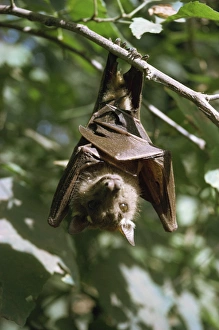 Hanging Prints: Bat, Kenya, East Africa, Africa