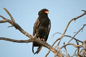 Images Dated 31st May 2009: Bateleur Eagle (Terathopius ecaudatus), Savute Channel, Linyanti, Botswana, Africa