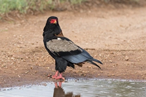 Tsavo Prints: A bateleur eagle (Terathopius ecaudatus) at a water pool, Tsavo, Kenya, East Africa