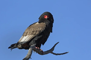 Blue Background Prints: Bateleur (Terathopious ecaudatus) female, Kgalagadi Transfrontier Park, South Africa