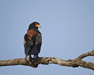 Bateleur (Terathopius ecaudatus), Serengeti National Park, Tanzania, East Africa, Africa