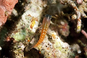 Blenny Prints: Baths blenny (Ecsenius bathi), localized, Komodo, Indonesia, Southeast Asia, Asia