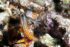 Blenny Prints: Baths blenny (Ecsenius bathi), localized