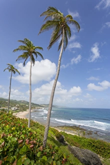 Bathsheba Beach, Bathsheba, St. Joseph, Barbados, West Indies, Caribbean, Central America
