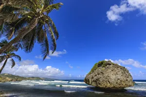 Barbados Prints: Bathsheba, Mushroom rock, windswept palm tree, Atlantic waves, rugged East Coast