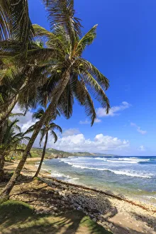 Barbados Prints: Bathsheba, windswept palm trees, Atlantic waves, rugged East Coast, Barbados