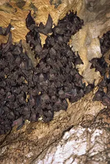 Bats Prints: Bats at Goa Lawah, a temple, provide sustenance for legendary giant snake Naga Basuki