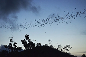 Kuta Prints: Bats, near Kuta, Lombok, Indonesia, Southeast Asia, Asia