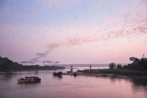 Hpa An Prints: Bats swarming out of the Bat Cave at sunset