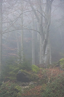 Bavarian Forest National Park, Bavaria, Germany, Europe