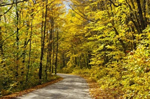 Red Leaf Prints: Baxter State Park, Maine, New England, United States of America, North America