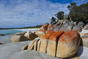 Images Dated 24th October 2008: Bay of Fire, voted one of the most beautiful beaches in the world, Tasmania, Australia, Pacific