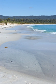 Images Dated 24th October 2008: Bay of Fire, voted one of the most beautiful beaches in the world, Tasmania, Australia, Pacific