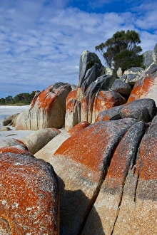 Images Dated 24th October 2008: Bay of Fire, voted one of the most beautiful beaches in the world, Tasmania, Australia, Pacific