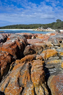 Images Dated 24th October 2008: Bay of Fire, voted one of the most beautiful beaches in the world, Tasmania, Australia, Pacific
