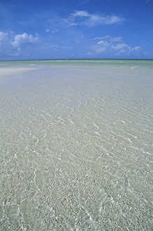 Andros Prints: Beach, Andros, Bahamas, Central America