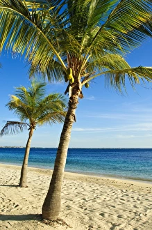 Netherlands Antilles Prints: Beach, Bonaire, Netherlands Antilles, West Indies, Caribbean, Central America