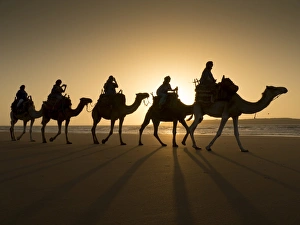 Essaouira Prints: Beach camel trek, Essaouira, Morocco, North Africa, Africa
