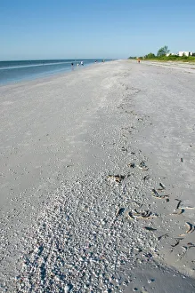 Medium Group Of People Prints: Beach covered with shells, Sanibel Island, Gulf Coast, Florida, United States of America