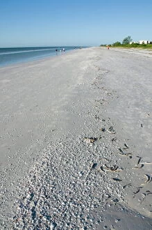 Images Dated 20th October 2009: Beach covered with shells, Sanibel Island, Gulf Coast, Florida, United States of America