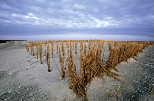 Mecklenburg Vorpommern Prints: Beach in the early morning