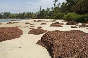 Maharashtra Prints: Beach near Goa in Maharashtra state