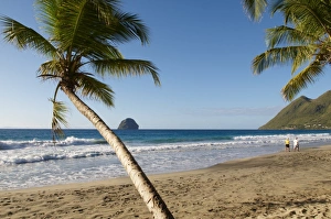 Martinique Prints: Beach and palm tree, Diamond, Martinique, French Overseas Department, Windward Islands