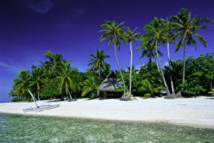 Tahiti Prints: Beach and palm trees