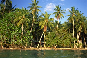Solomon Islands Prints: The beach, palm trees and cottages of Uepi Island resort
