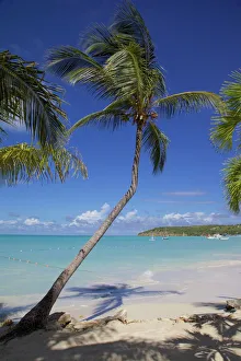Vacations Prints: Beach and palm trees, Dickenson Bay, St