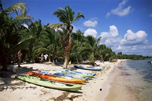 Kayak Prints: Beach with palm trees and kayaks