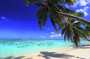 Fronds Prints: Beach and palm trees, Rarotonga, Cook Islands, South Pacific, Pacific