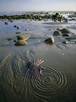 Star Fish Prints: Beach, Queen Charlotte Islands, British Columbia (B. C. ), Canada, North America