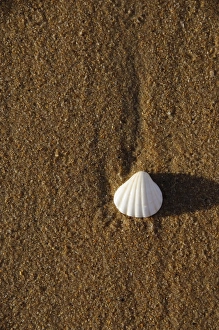 Images Dated 4th January 2009: Beach at Saly, Senegal, West Africa, Africa