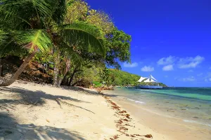 Relax Prints: Beach scene with palm trees and clear water near resort on Praslin Island in Seychelles during sunny day