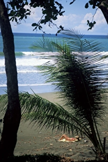 Costa Rican Prints: Beach tan on the Pacific Ocean, Corcovado National Park, Peninsula de Osa