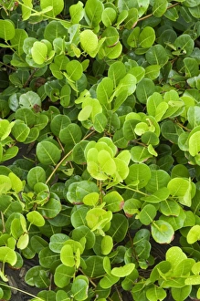 Beach vegetation on the edge of the rain forest, Tortuguero National Park