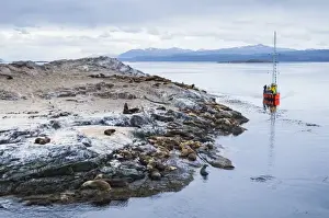 Large Group Of Animals Prints: Beagle Channel sailing boat observing Sea Lion colony, Ushuaia, Tierra Del Fuego