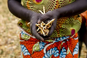 Harvesting Prints: Bean harvest in Djibomben village, North Togo, West Africa, Africa