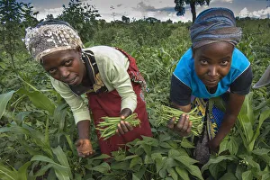 Indigenous Culture Prints: Bean harvest in Machakos, Kenya, East Africa, Africa