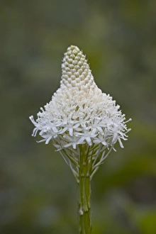 Images Dated 3rd August 2008: Bear Grass (Indian Basket Grass) (Xerophyllum tenax), Glacier National Park