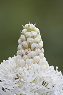 Images Dated 3rd August 2008: Bear grass (Indian basket grass) (Xerophyllum tenax), Glacier National Park