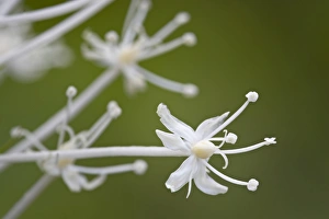 Images Dated 3rd August 2008: Bear grass (Indian basket grass) (Xerophyllum tenax), Glacier National Park