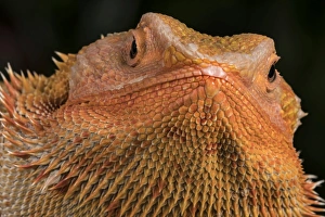 Black Background Prints: Bearded Dragon (Pogona Vitticeps), captive, Australia, Pacific