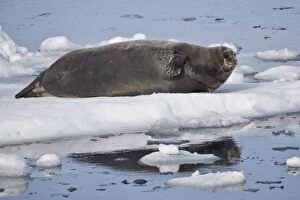 Bearded seal (Erignathus barbatus) on ice, Svalbard Islands, Arctic, Norway, Europe