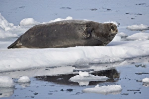 Rest Prints: Bearded seal (Erignathus barbatus) on ice, Svalbard Islands, Arctic, Norway, Europe