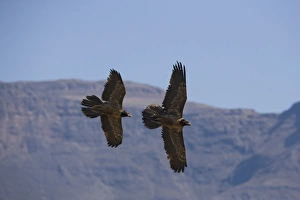Images Dated 19th January 2000: Bearded vulture (Gypaetus barbatus)