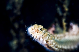 Sea Bed Prints: Beared fireworm (Hermodice carunculata)