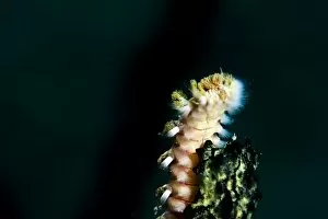 Images Dated 4th March 2008: Beared fireworm (Hermodice carunculata), St. Lucia, West Indies, Caribbean, Central America